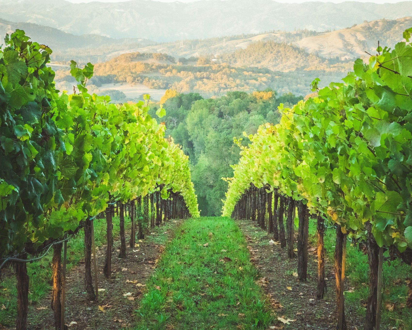 Rows of cultivated land